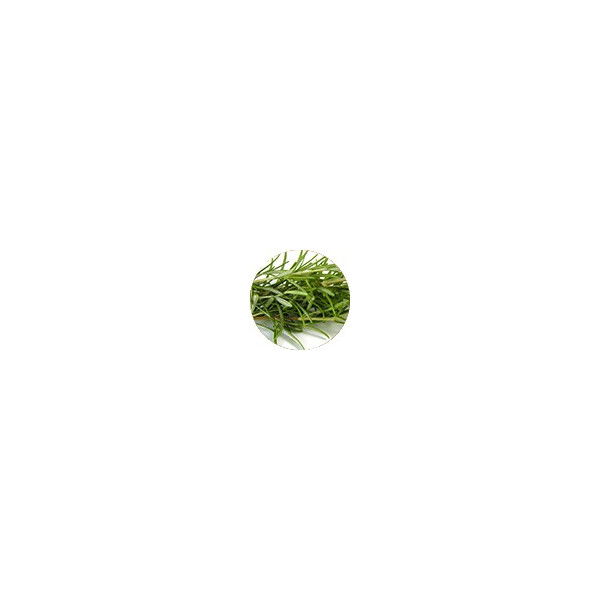 Σαμπουάν με Δενδρολίβανο | Irritated Scalp Shampoo | 200ml