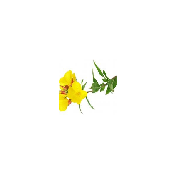 Evening Primrose