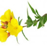 Evening Primrose