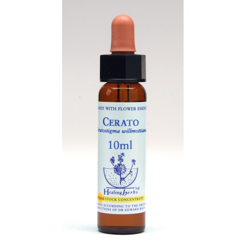 Cerato – Κερατόστιγμα - Ceratostigma Willmottiana Cerato – Κερατόστιγμα - Ceratostigma Willmottiana
