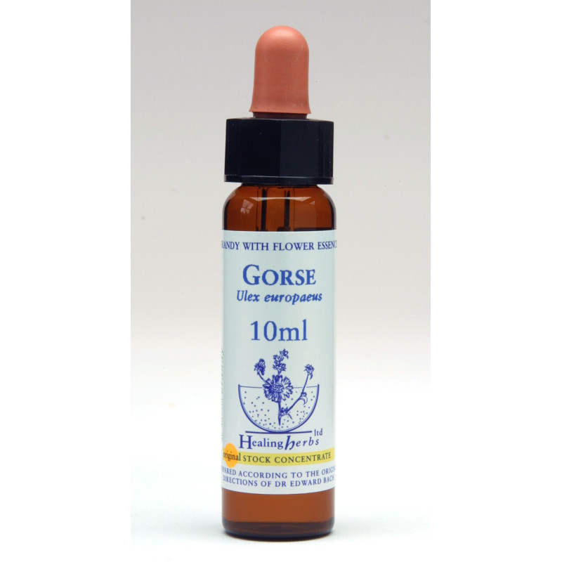 Gorse Gorse