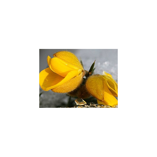 Gorse