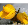 Gorse