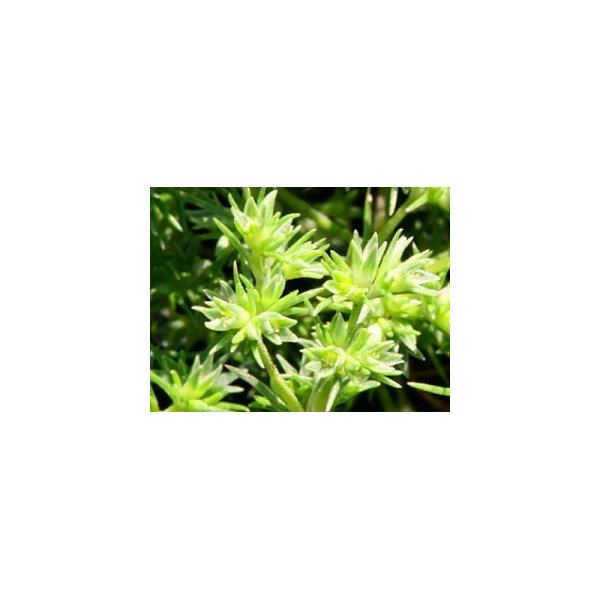Scleranthus
