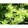 Scleranthus