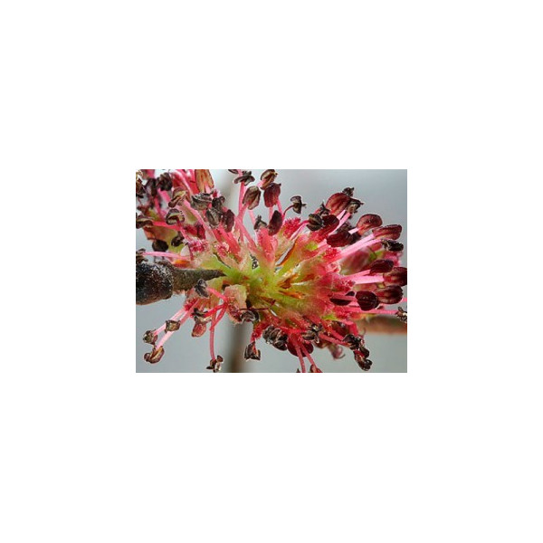 Elm