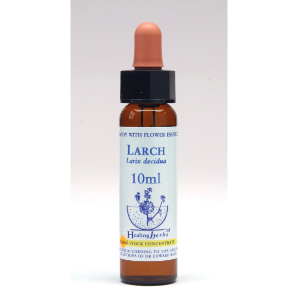 Larch