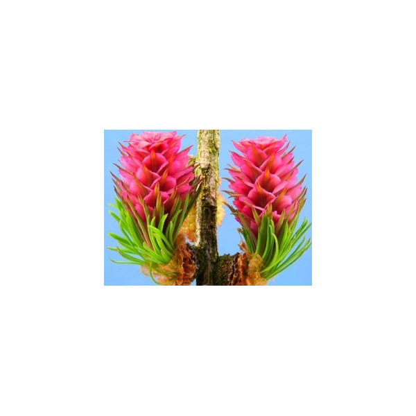 Larch