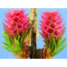 Larch