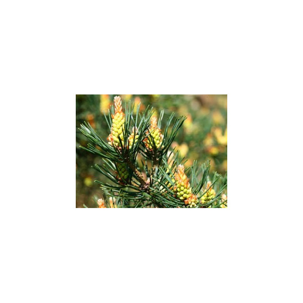 Pine