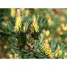 Pine