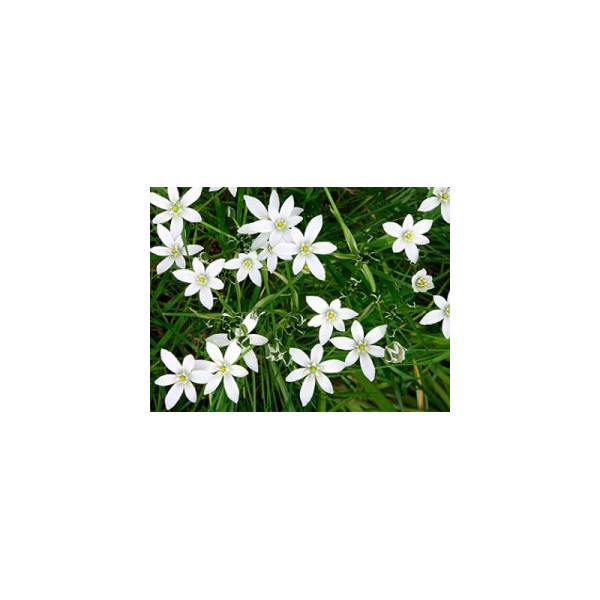 Star of Bethlehem