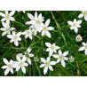 Star of Bethlehem