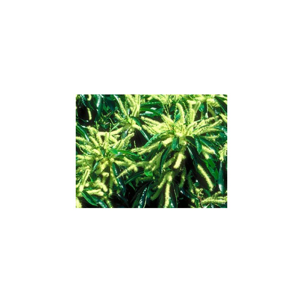 Sweet Chestnut