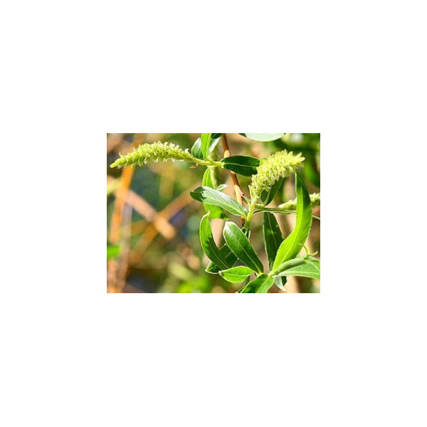 Willow