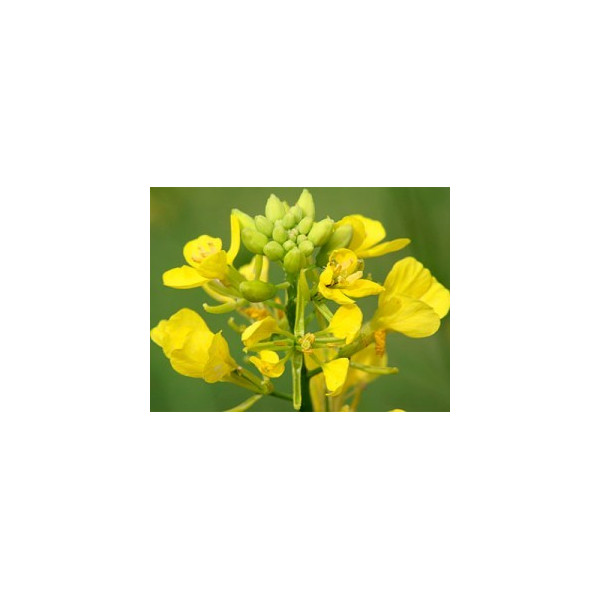 Mustard