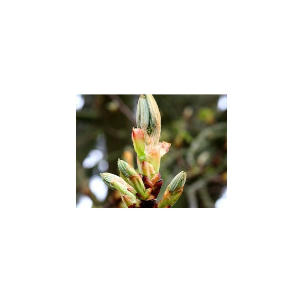 Chestnut Bud