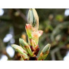 Chestnut Bud