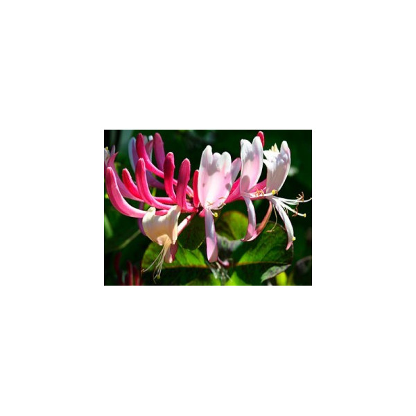 Honeysuckle