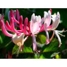 Honeysuckle