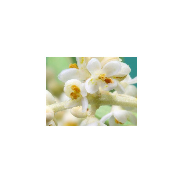 White Chestnut