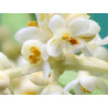 White Chestnut