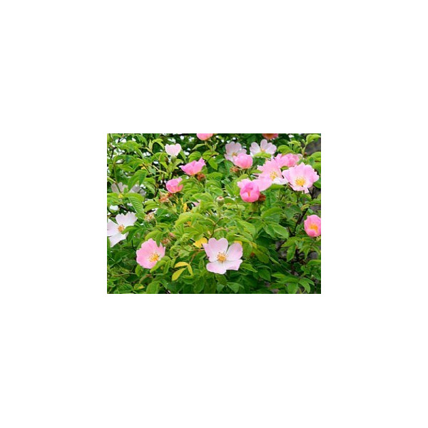Wild Rose