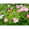 Wild Rose