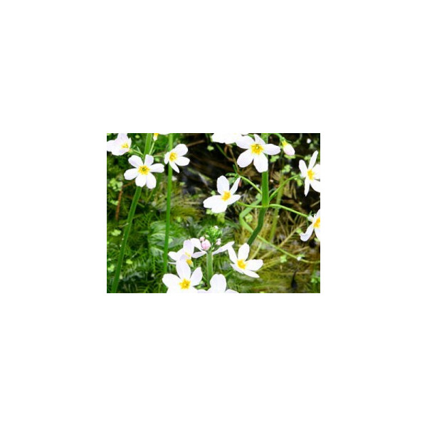 Water Violet