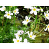 Water Violet