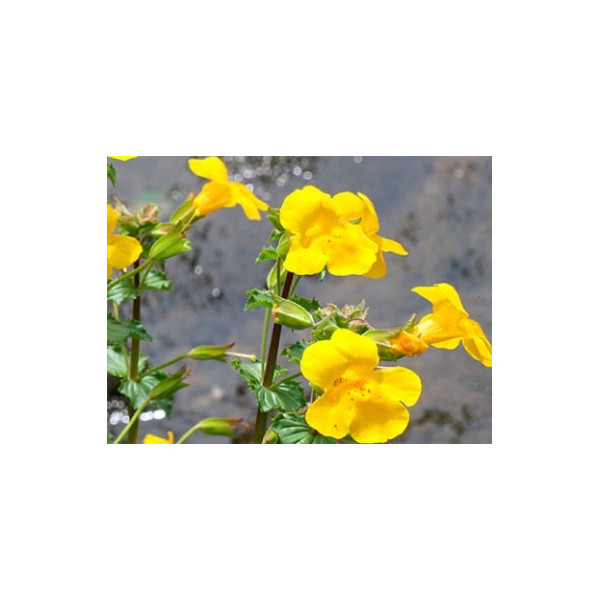 Mimulus