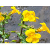 Mimulus