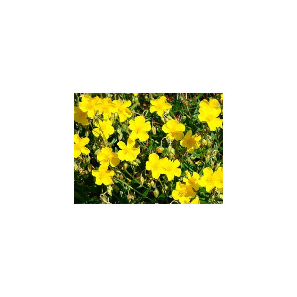 Rock Rose