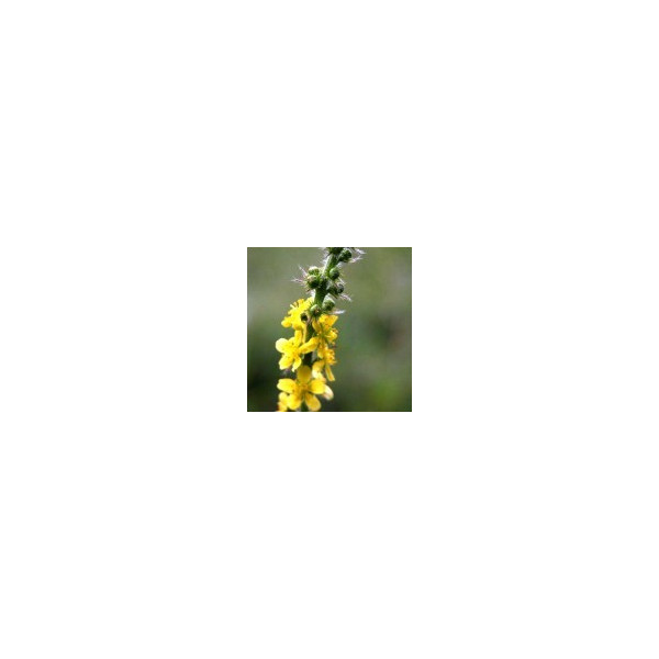 Agrimony 