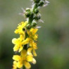 Agrimony 