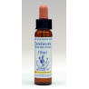 Centaury 