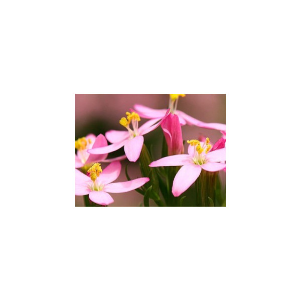 Centaury 