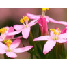 Centaury 