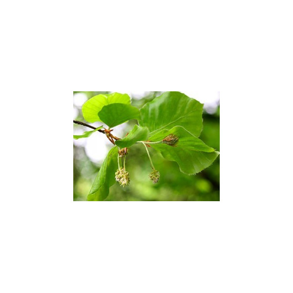 Beech 