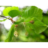 Beech 