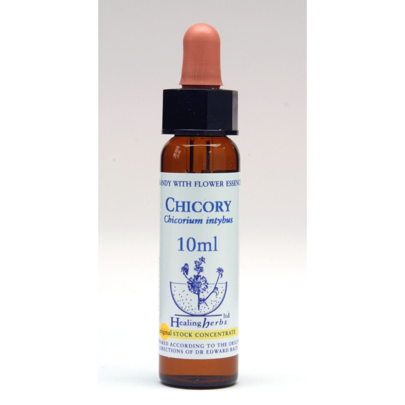 Chicory