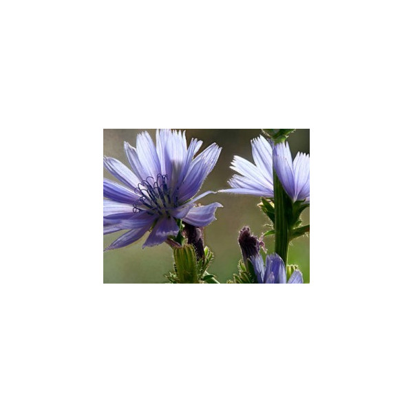 Chicory