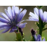 Chicory