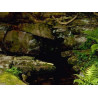Rock Water