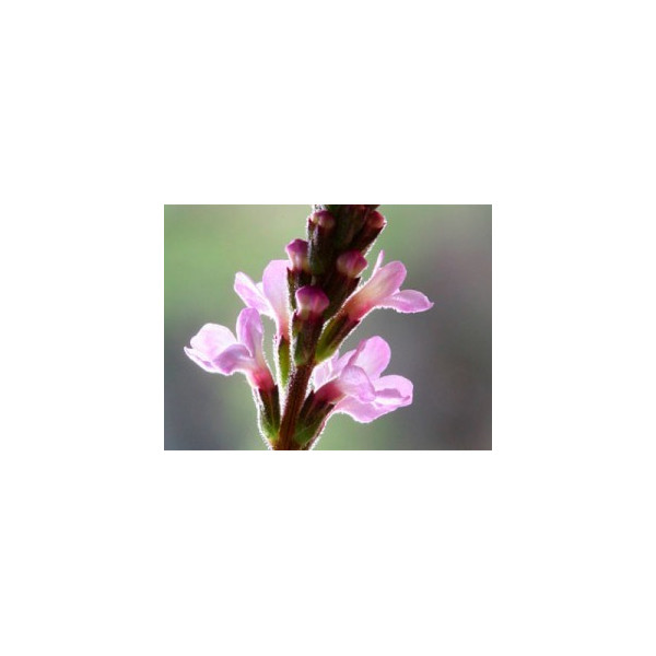 Vervain 