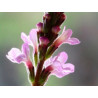 Vervain 