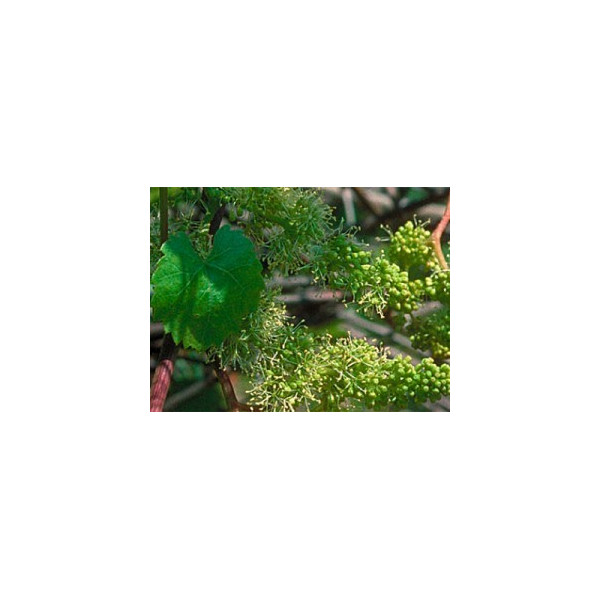 Vine