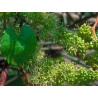 Vine