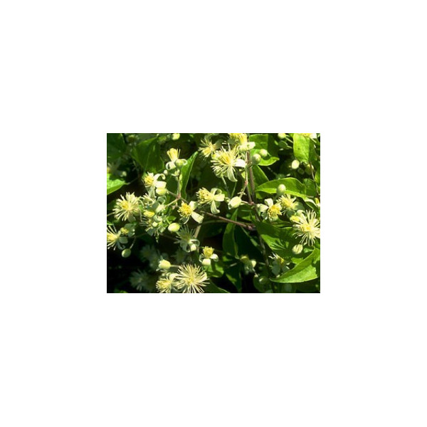 Exam Granules