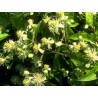 Five Flower Spray 